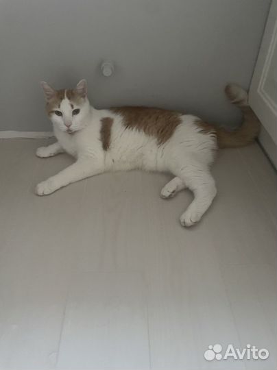 Отдам кота в добрые руки
