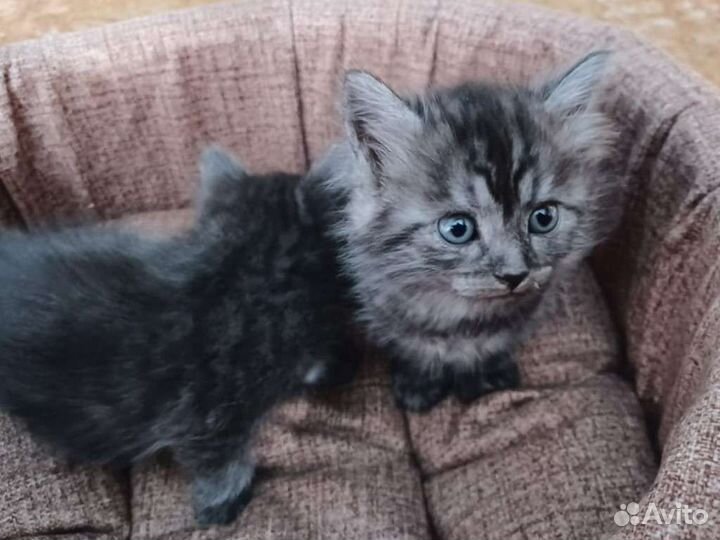 Котята в дар, 1 мальчик, 3 девочки