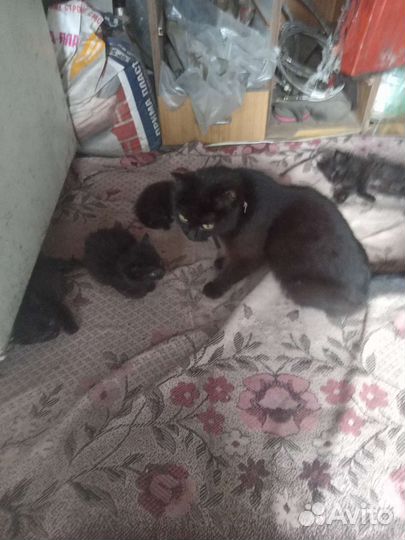 Котята крысыловы