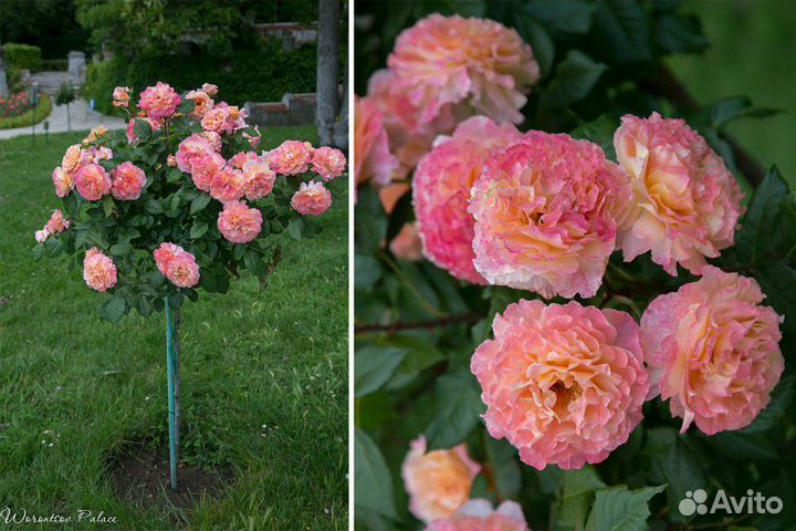 Роза на штамбе Августа Луиза