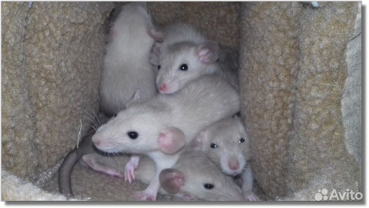 Крысята Дамбо из питомника. Крысы Дамбо. Москва