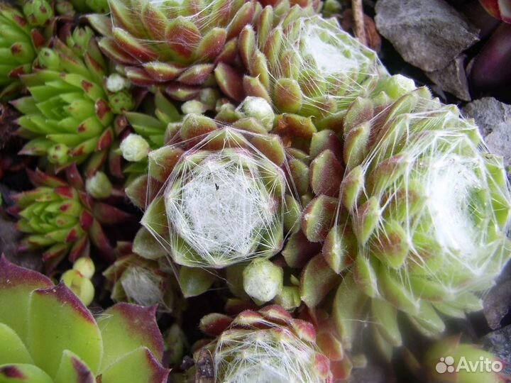 Молодило паутинистое Alabaster Саженцы, Рассада, С