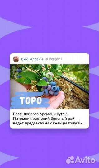 Саженцы голубики