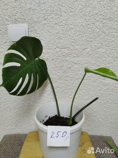 Комнатные цветы Монстера