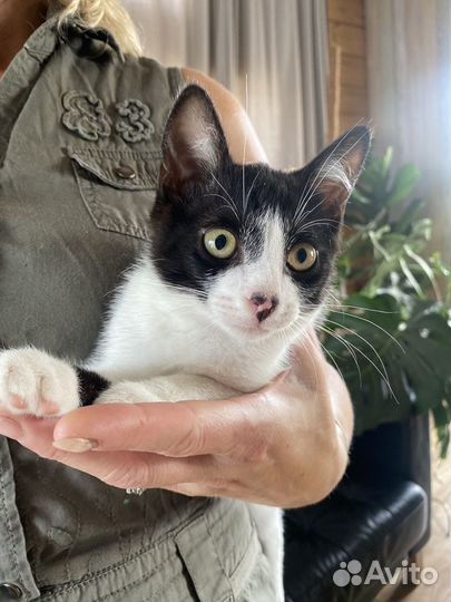 Котенок мальчик 3 месяца бесплатно