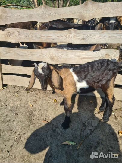 Англо-нубийский козлики