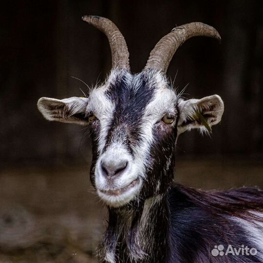 Коза дойная