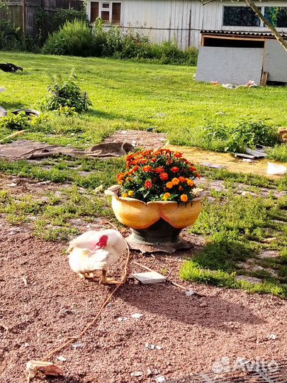 Куры гуси утки