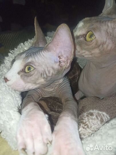 Котята