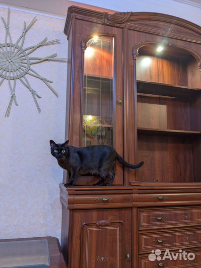 Стенка в гостиную тумба журнальный столик