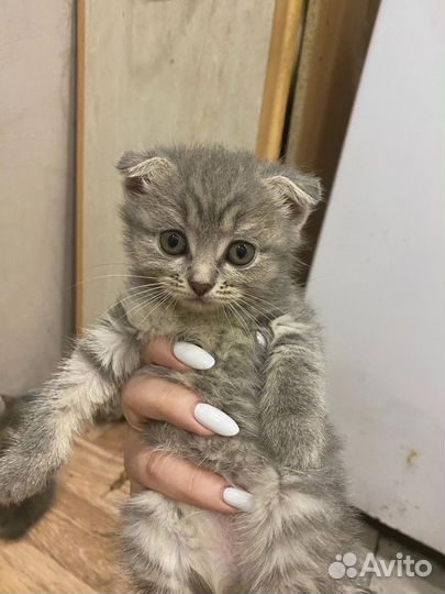 Котята в хорошие руки
