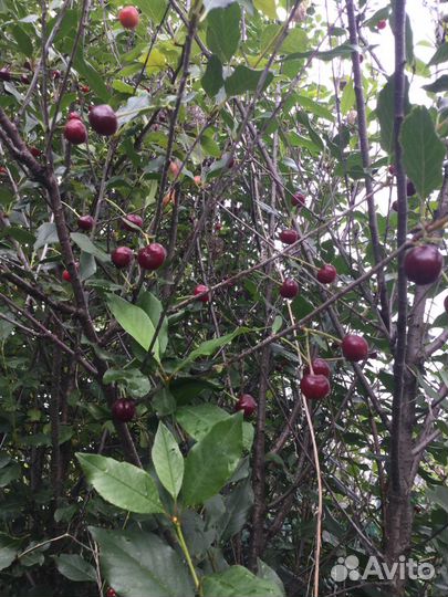 Крупная малина ирга смородина слива саженцы