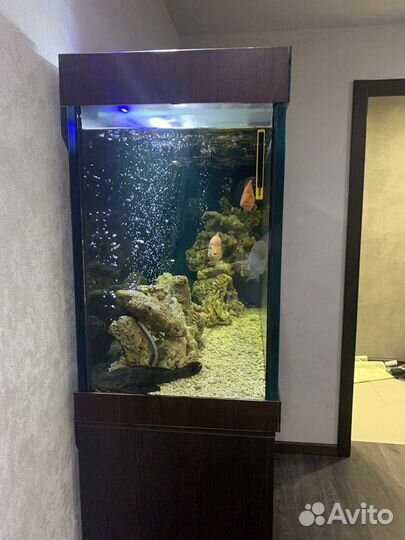 Аквариум
