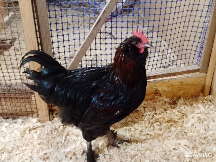 Петух красавчик
