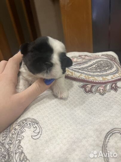 Щенки ши-тцу