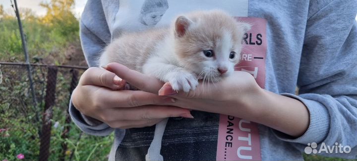 Отдам котёнка