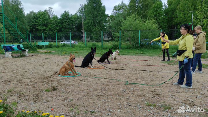 Дрессировка собак. Кинолог