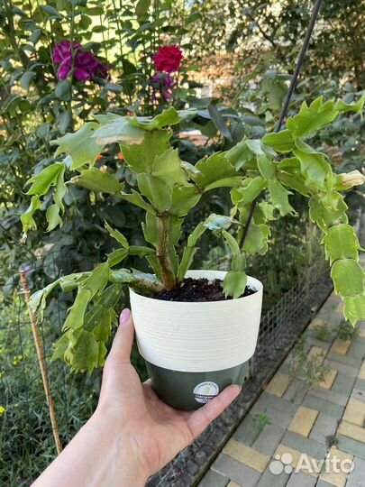 Декабрист / Зигокактус Шлюмбергера