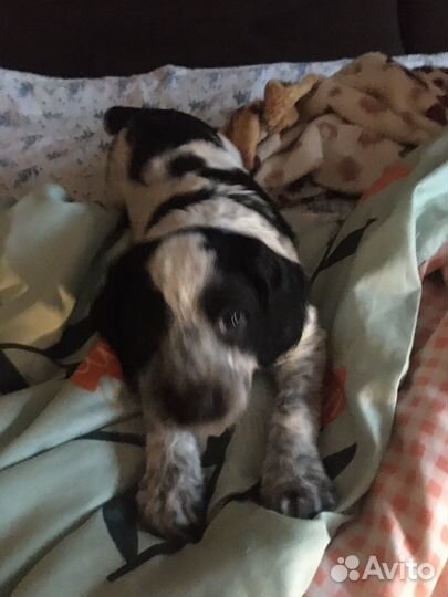 Русский спаниель)