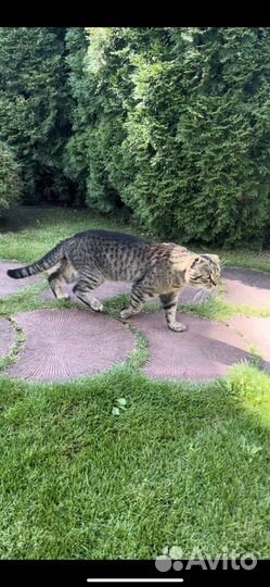 Шотландский вислоухий кот