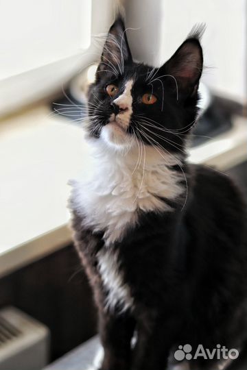 Котята мейн-кун