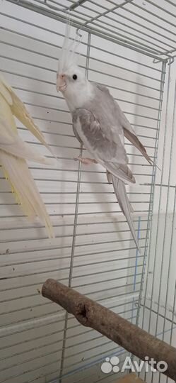 Пара корелл