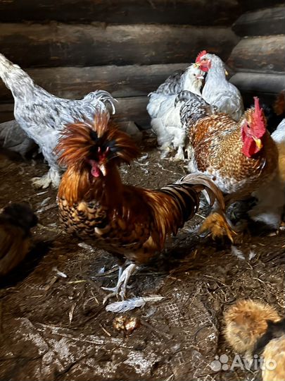 Молодые петухи