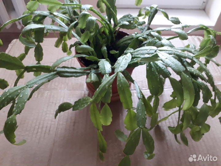 Цветок Декабрист