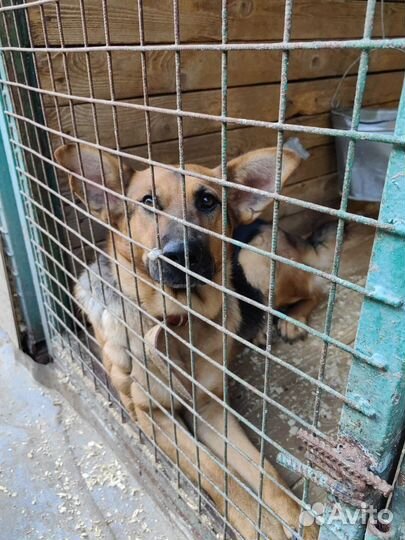 Идеальная собака-друг Забава местает обрести семью