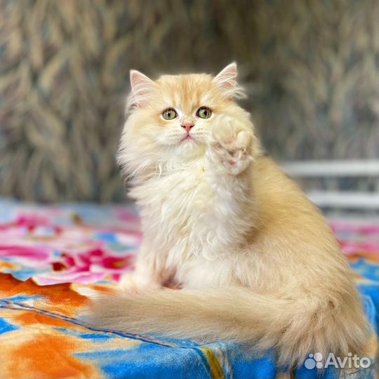 Мальчик лиловое золото