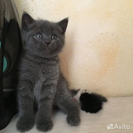 Продам котят