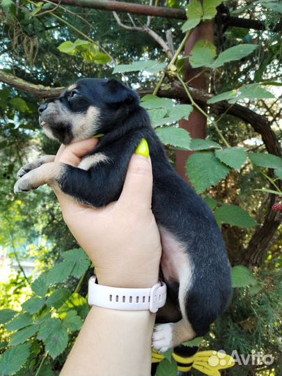 Той-терьер щенок