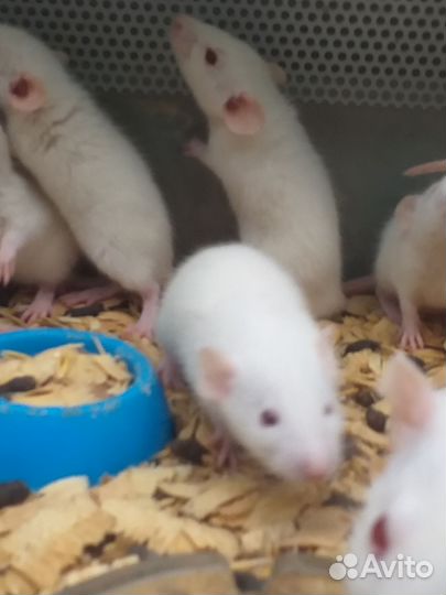 Крыса дамбо