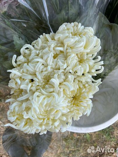 Хризантема одноголовая