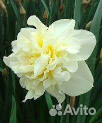 Нарцисс махровый-луковицы