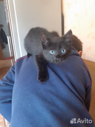 Кошка в добрые ручки