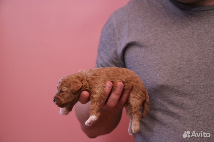 Мальтипу. Мини мальчик