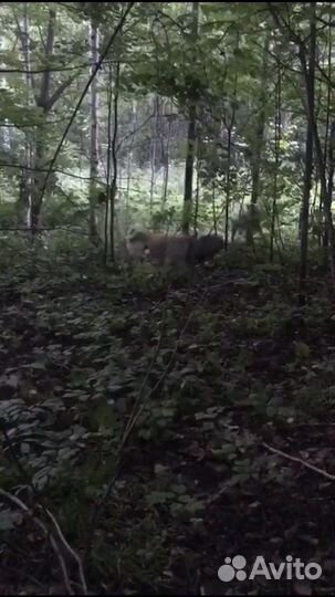 Западно сибирская лайка