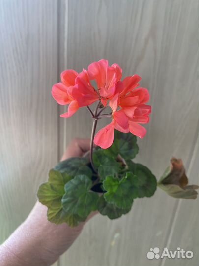 Пеларгония герань