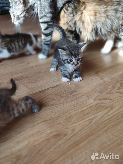 Котята в добрые руки