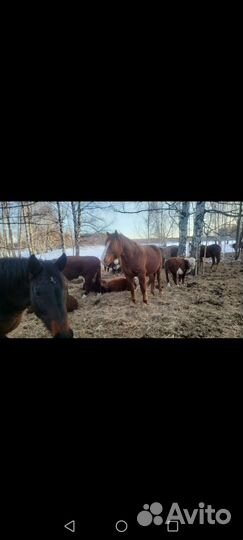 Продам жеребца