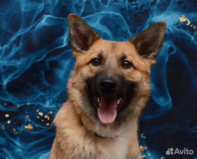 Собака в добрые руки