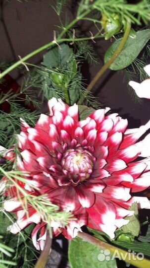 Георгины макс, розы, гладиолусы свои