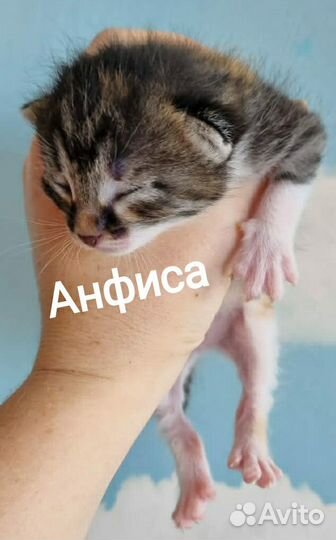 Котята для счастья