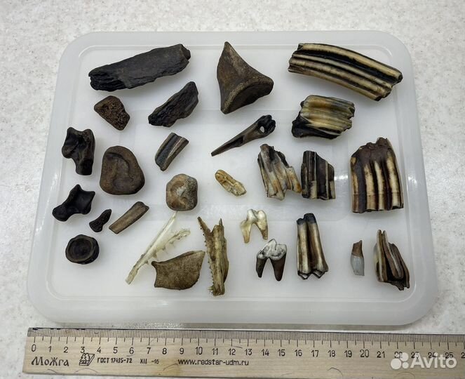 Кости животных/декор/эзотерика