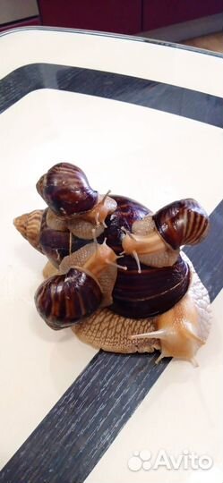 Улитки ахатины