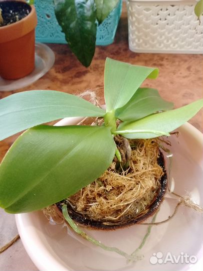 Орхидея фаленопсис Лиодоро