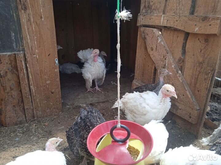 Индюшата подрощенные