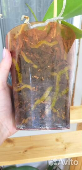 Орхидея фаленопсис