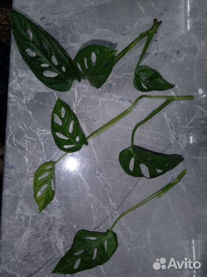 Монстера сциндапсус эпипремнум фикус